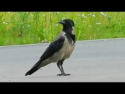 Ворона приколы видео