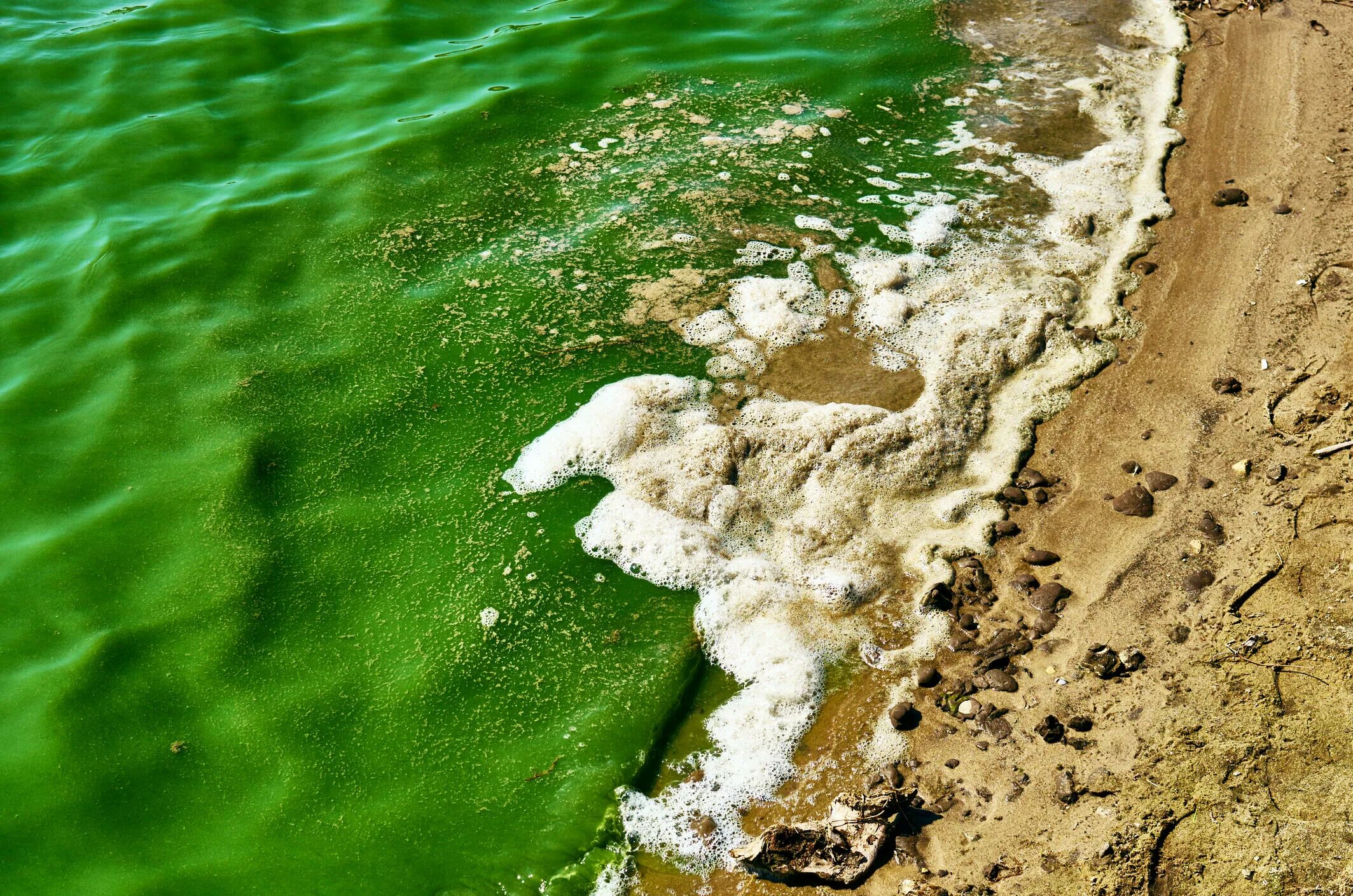 Фитопланктон водоросли. Цветение фитопланктона в море. Цветение водорослей. Цветение воды мирового океана. Планктон в море.