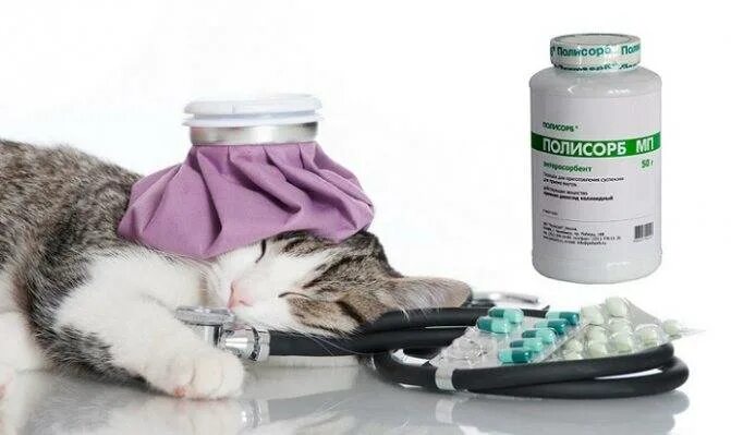 Можно дать кошке полисорб. Таблетки для отравления кошек. Полисорб коту. Средства от интоксикации для котов. Отравление лекарствами у кошек симптомы.