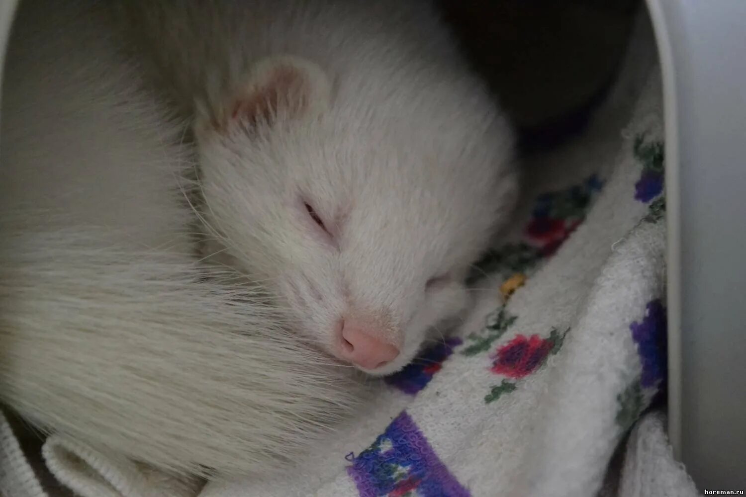 Как выглядит хорек белый Ferret 3 Cute ferrets, Ferret, Baby ferrets