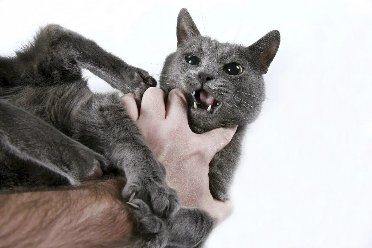 Котенок 3 месяца кусается