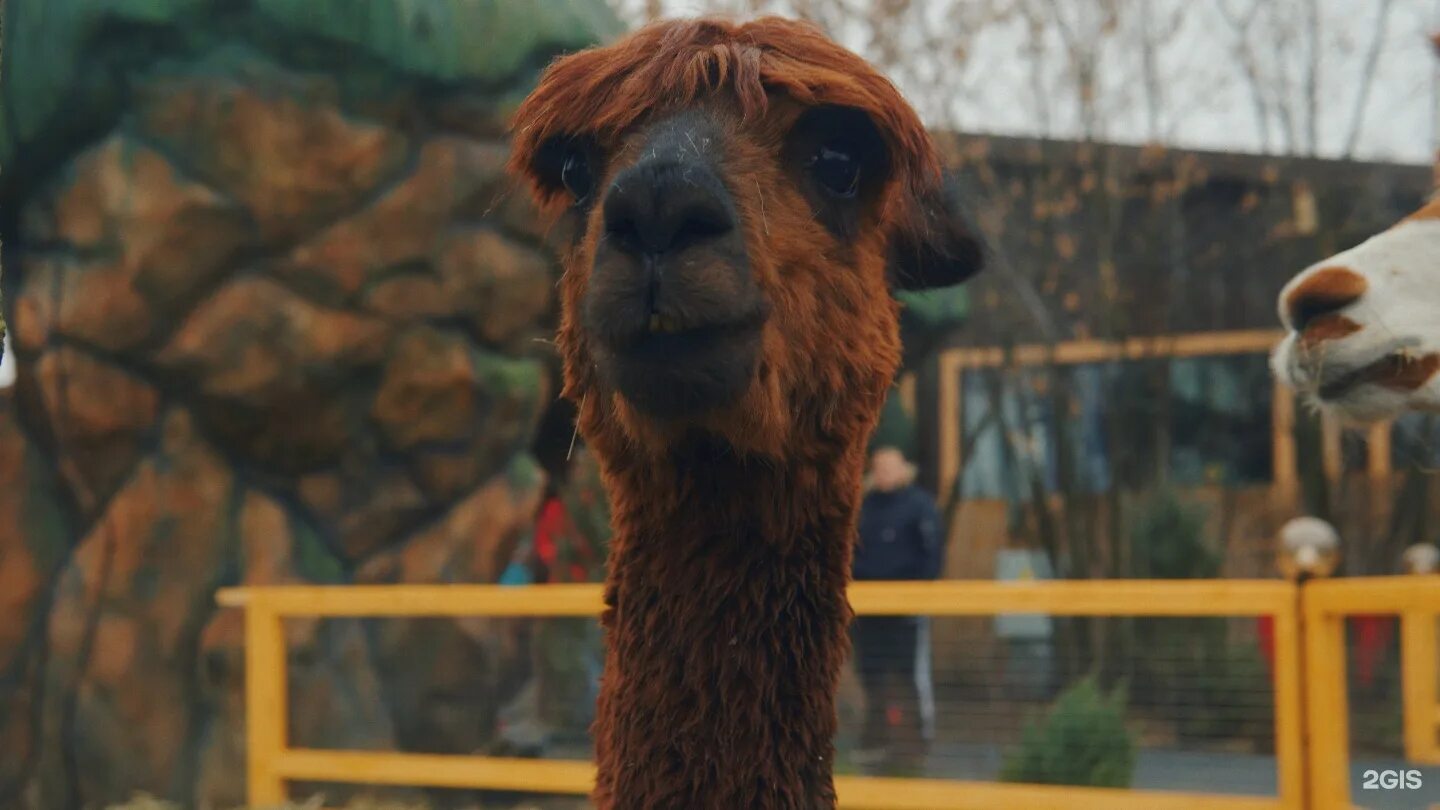 Альпака, вид ламы. Альпака 18. Альпака парк крылатская 18. Альпака игрушка брелок. Плюшевая альпака.