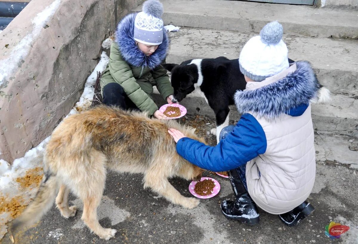 Помощь животным 33