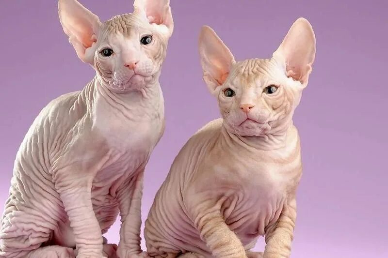 сфинкс мальчик. сфинкс девочка или мальчик. канадский сфинкс мальчик. донской сфинкс девочка. кот сфинкс девочка.