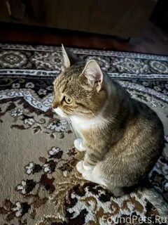 Кошка лала