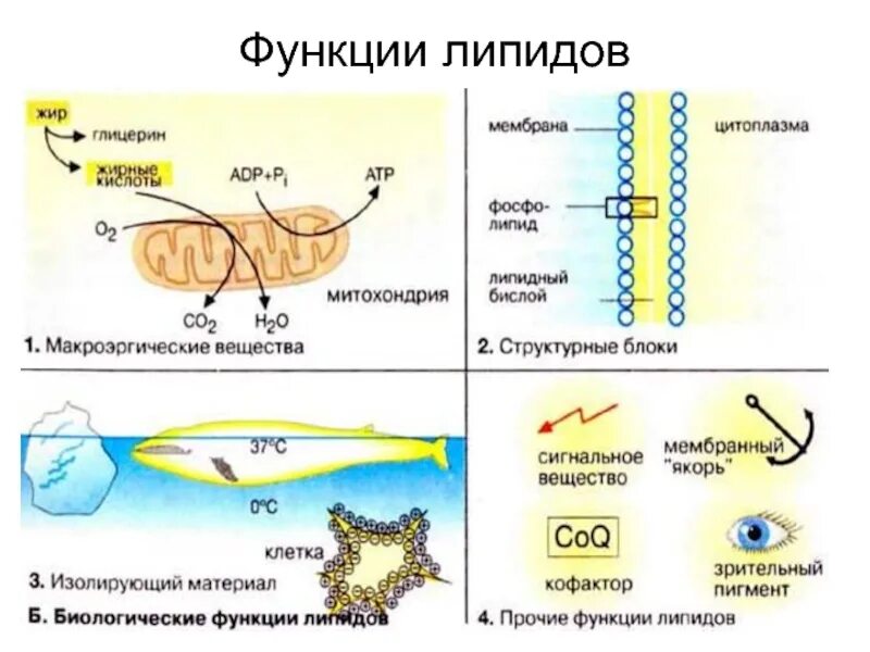 Молекулы липидов функции. Строение липидов биология. общее строение липидов. липиды строение и функции в клетке. схема строения липидов.
