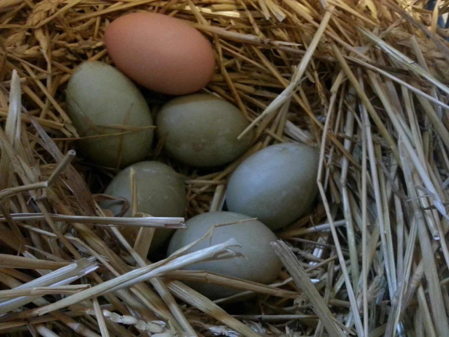 Яйца дикой утки кряквы. Утиные яйца. Утиное яйцо кряквы. Яйца утки кряковой.