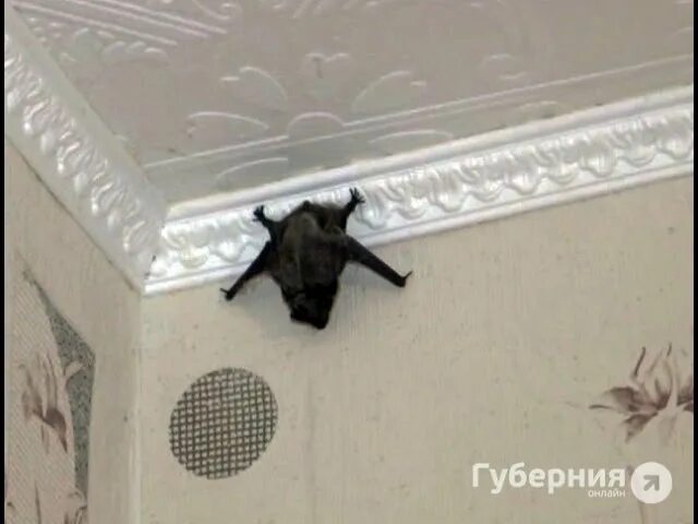Что делать если в комнате летучая мышь. Летучая мышь в доме. летучие мыши на потолке. летучая мышь ползет. мышка на потолке.
