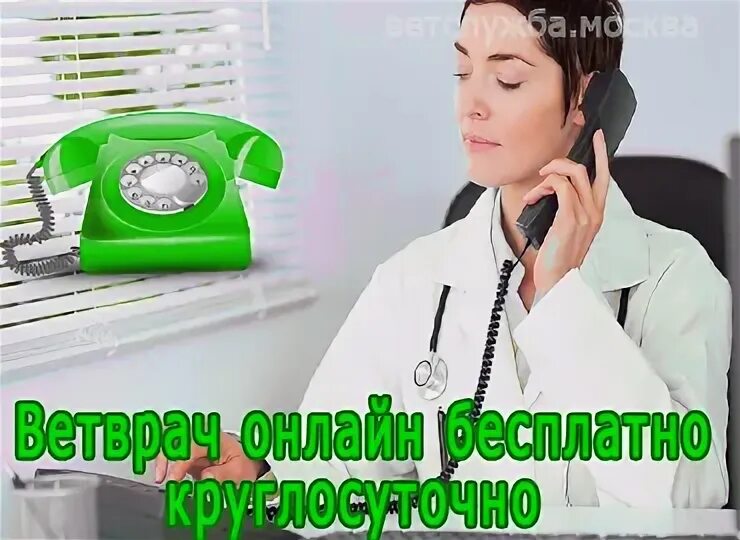 Бесплатная консультация ветеринара круглосуточно. Консультация ветеринара. Консультация ветеринара по телефону. Бесплатная консультация ветеринара по телефону круглосуточно. Горячая линия ветеринар.