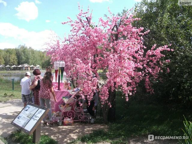 Сакура Белгород дерево. Парк Ленина Белгород Сакура. Сакура в зоопарке в Белгороде. Сакура в Белгороде в парке. Сакура белгород