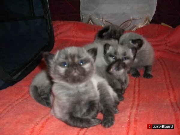 Авито объявления котята. Отдаются породистые котята. кошки и собаки даром. котята и щенки даром. авито животные котята и щенки.