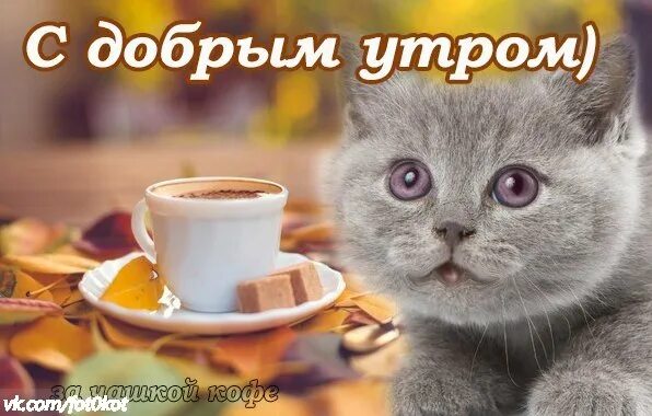 Котик доброе утро видео. Доброе утро британский кот. с добрым утром киска. с добрым утром котики. кошки британские с добрым утром.