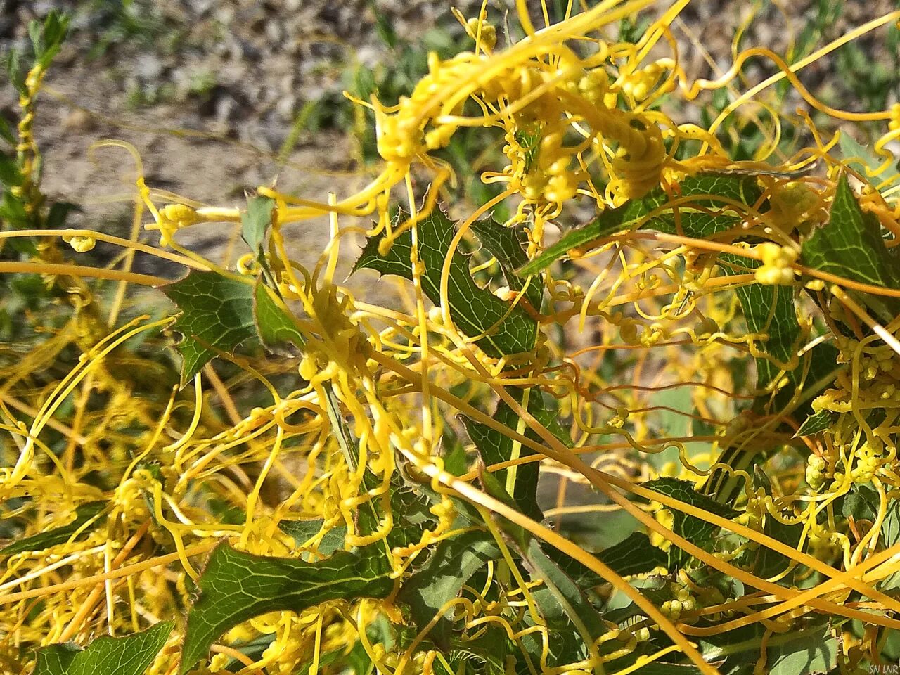 Повилика (Cuscuta). Повилика Полевая сорняк. Сорняк паразит повилика. Повилика растение паразит.