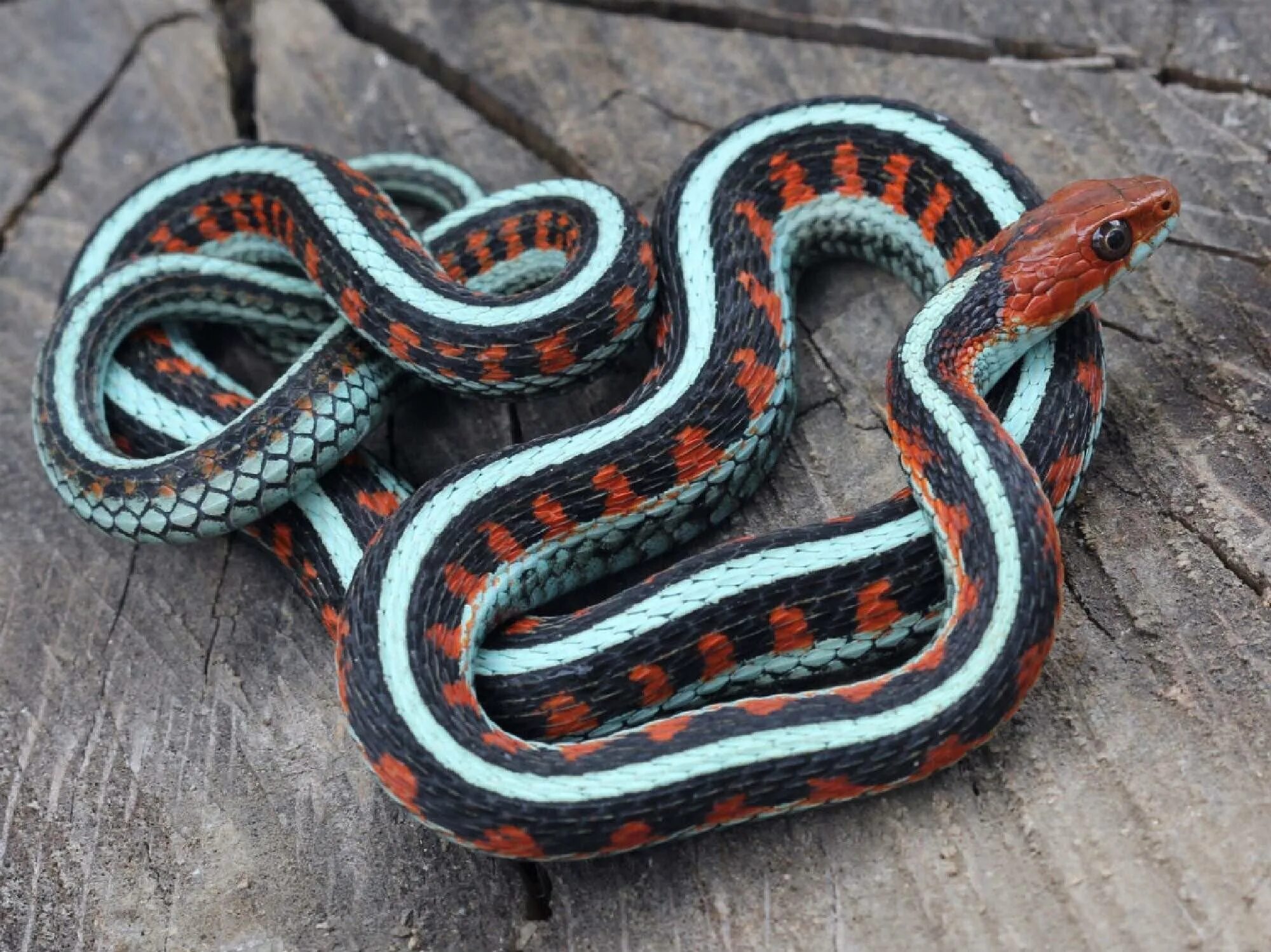 Малайский Крайт змея. Подвязочная змея Thamnophis Marcianus. Подвязочная змея (Thamnophis sirtalis). Четырехполосый полоз.