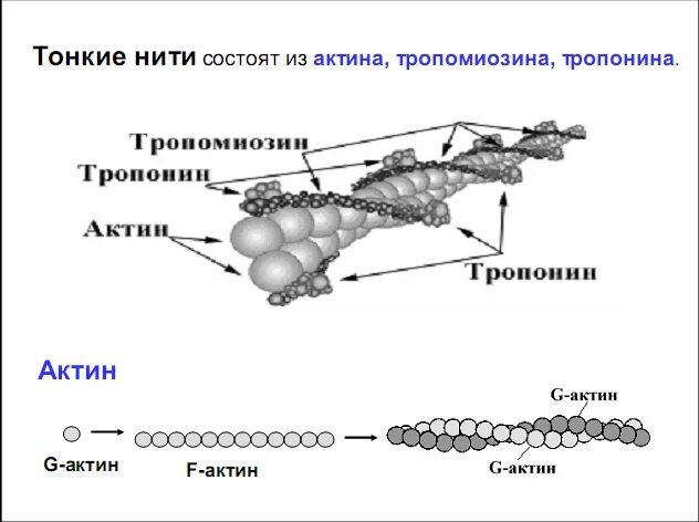 Актин структура. Строение тонких (актиновых) нитей. Схема строения молекулы миозина. Тропонин-тропомиозиновый комплекс. Актин и миозин.