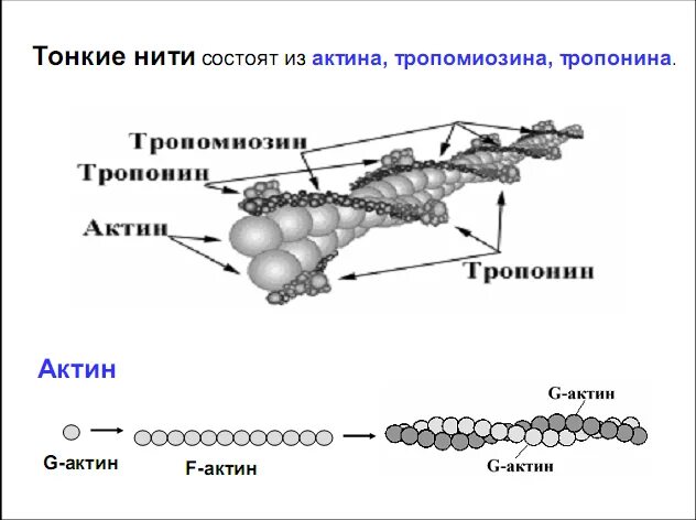 Структура и строение актина. Тонкие нити миофибрилл состоят из. Строение тонких (актиновых) нитей. Строение молекулы актина. Актин состоит