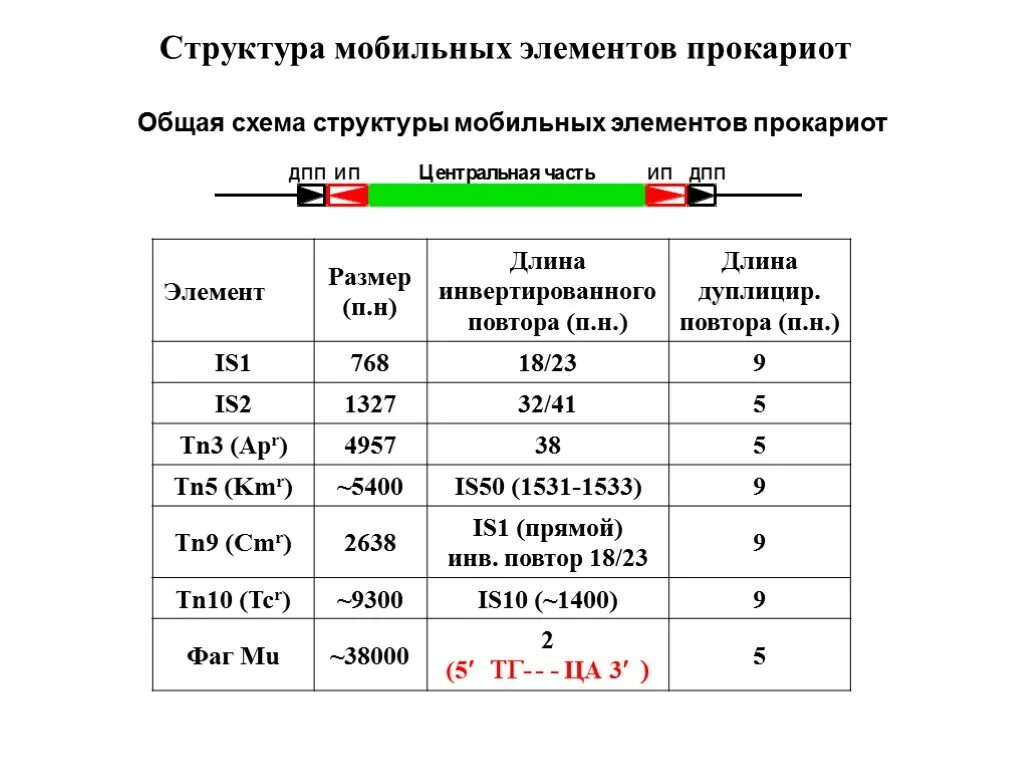Структура медицинского отряда. Состав мобильной группы. Мобилные коаны. Организационная структура мтс 2020. Описание телефона.