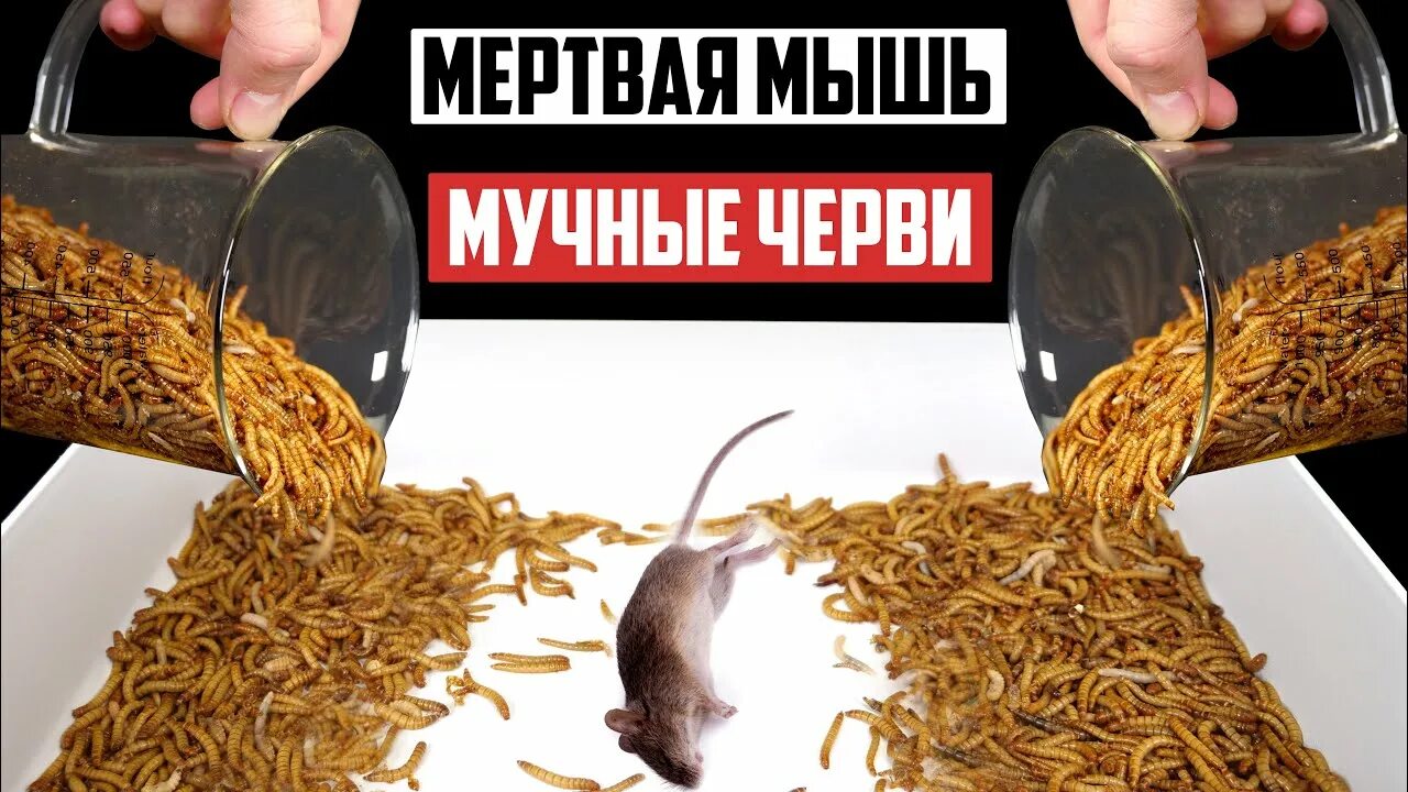 Мертвые черви. Мучные черви для грызунов. Мучные черви для грызунов мертвые.