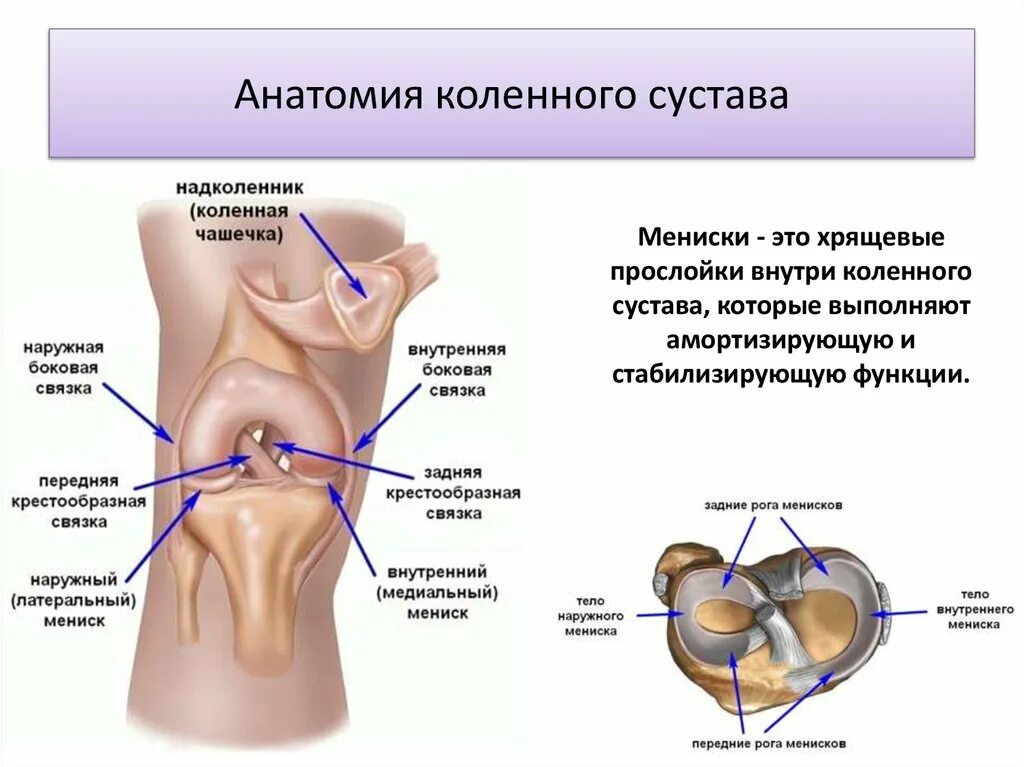 Связка мениска колена