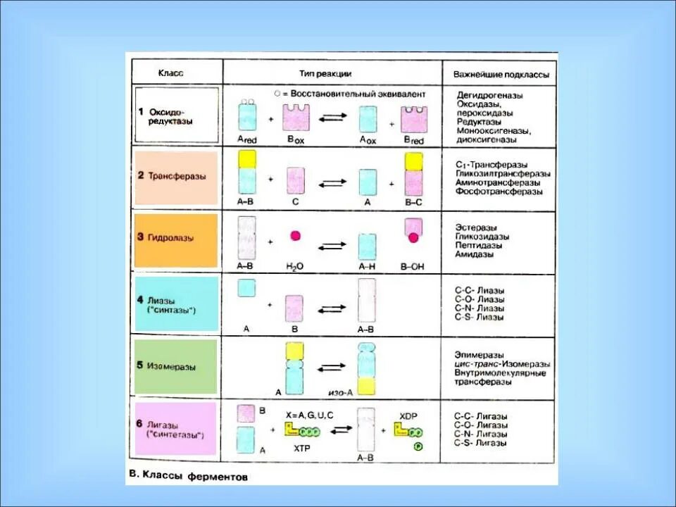 Классификация классов ферментов. Классы ферментов биохимия. Класс ферментов Тип реакции. Классификация ферментов схема. Особенности реакций ферментов