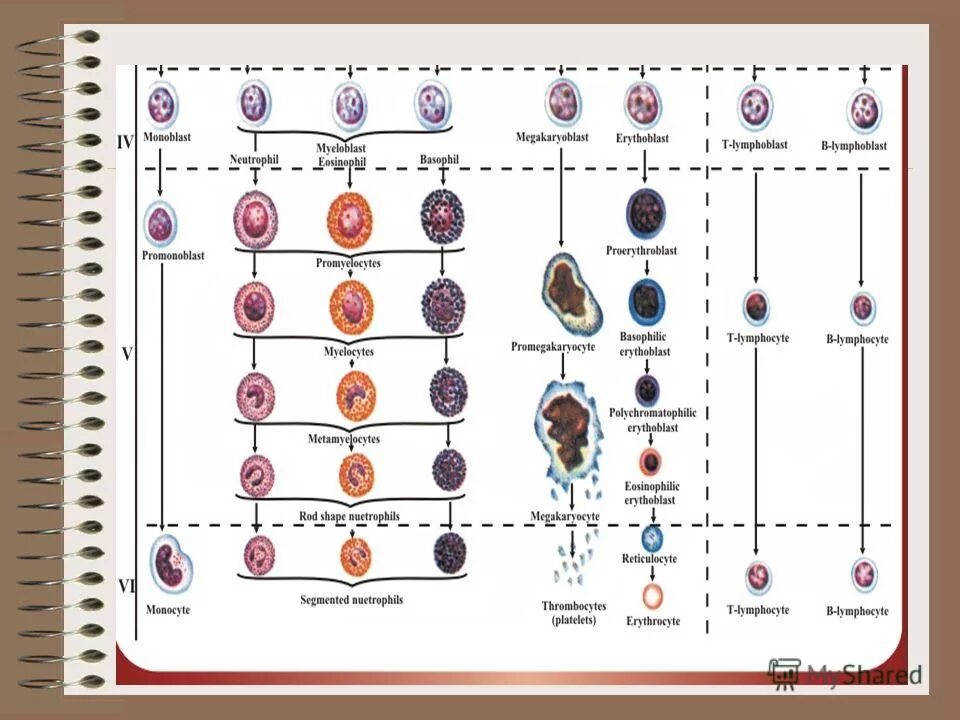 Лейкоциты группа крови. Схема эритрона и ее элементы. Дыхательные пигменты в крови физиология. Схема эритрона и ее элементы физиология. Мегакариобласт.