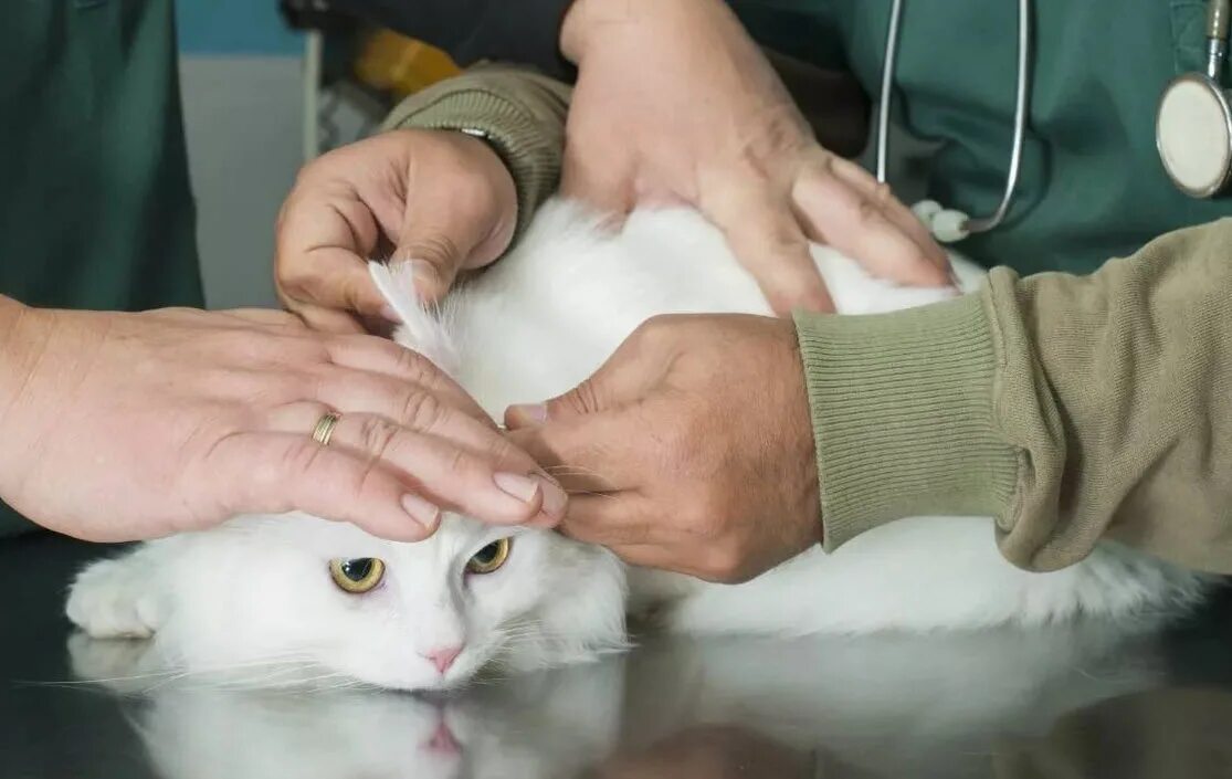 Коту делали операцию