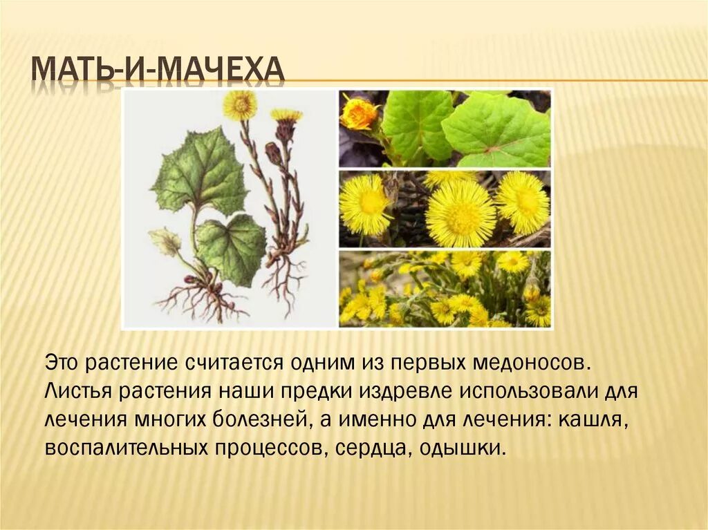 Мать и мачеха интересные факты