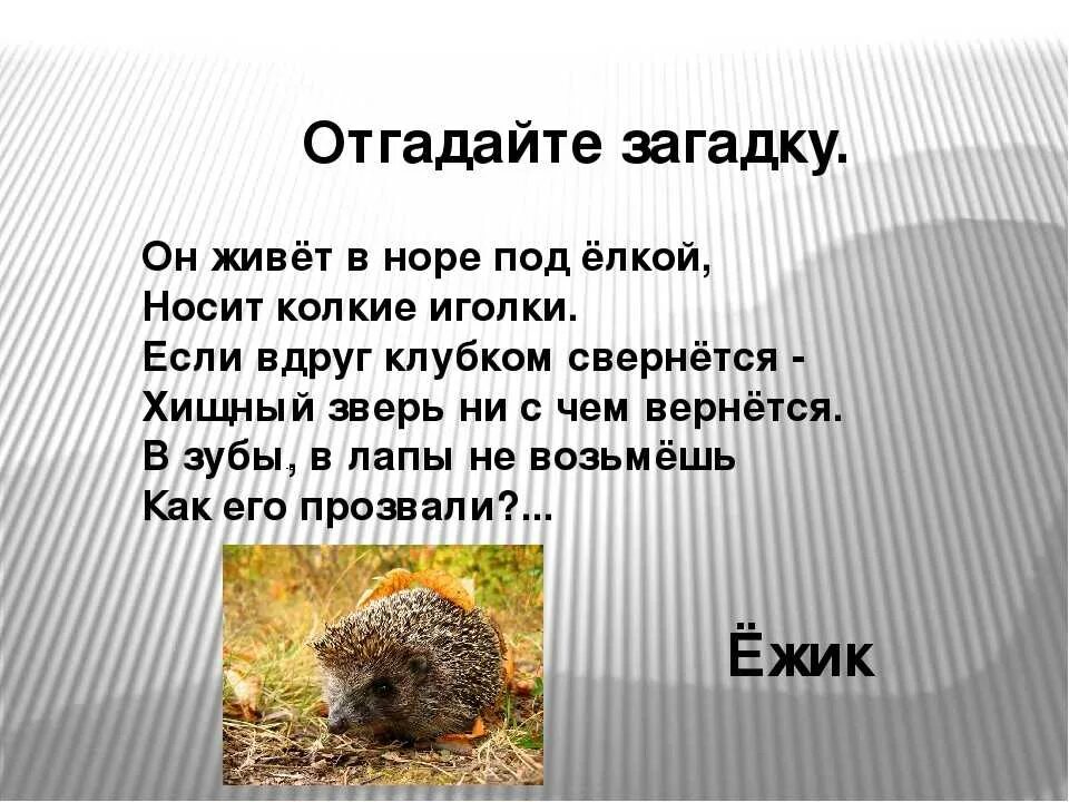 Еж это зверь потому что закончить предложение. Загадка о Ёжике для детей 1 класса. Загадка про Ёжика для 1 класса. Загадки про ежа для детей 1 класса. Загадка про ежа.