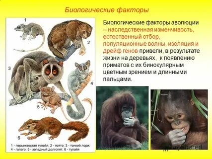 Факторы эволюции егэ биология