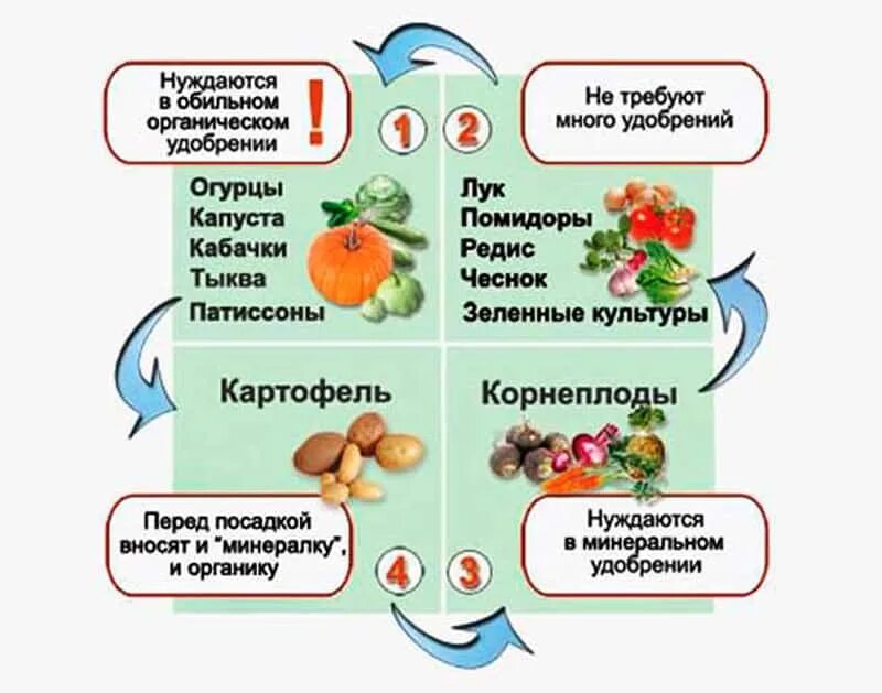 Какие культуры можно сажать рядом. Севооборот овощей в огороде на грядках. Схема посадки овощных культур таблица. Таблица севооборота овощных культур. Посадка овощей предшественники таблица.