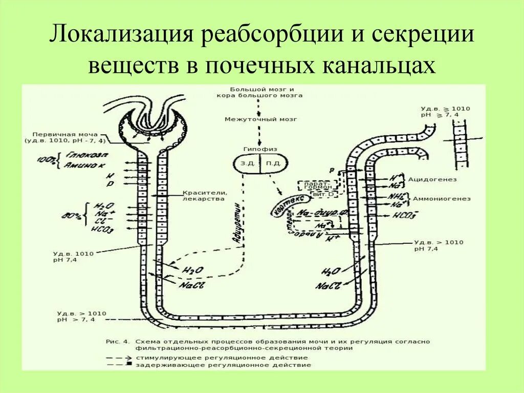 Какой процесс происходит в канальцах нефрона. Нефрон почки реабсорбция. Секреция и реабсорбция в нефроне схема. Реабсорбция лекарственных веществ в почечных канальцах. Реабсорбция и секреция в почках.