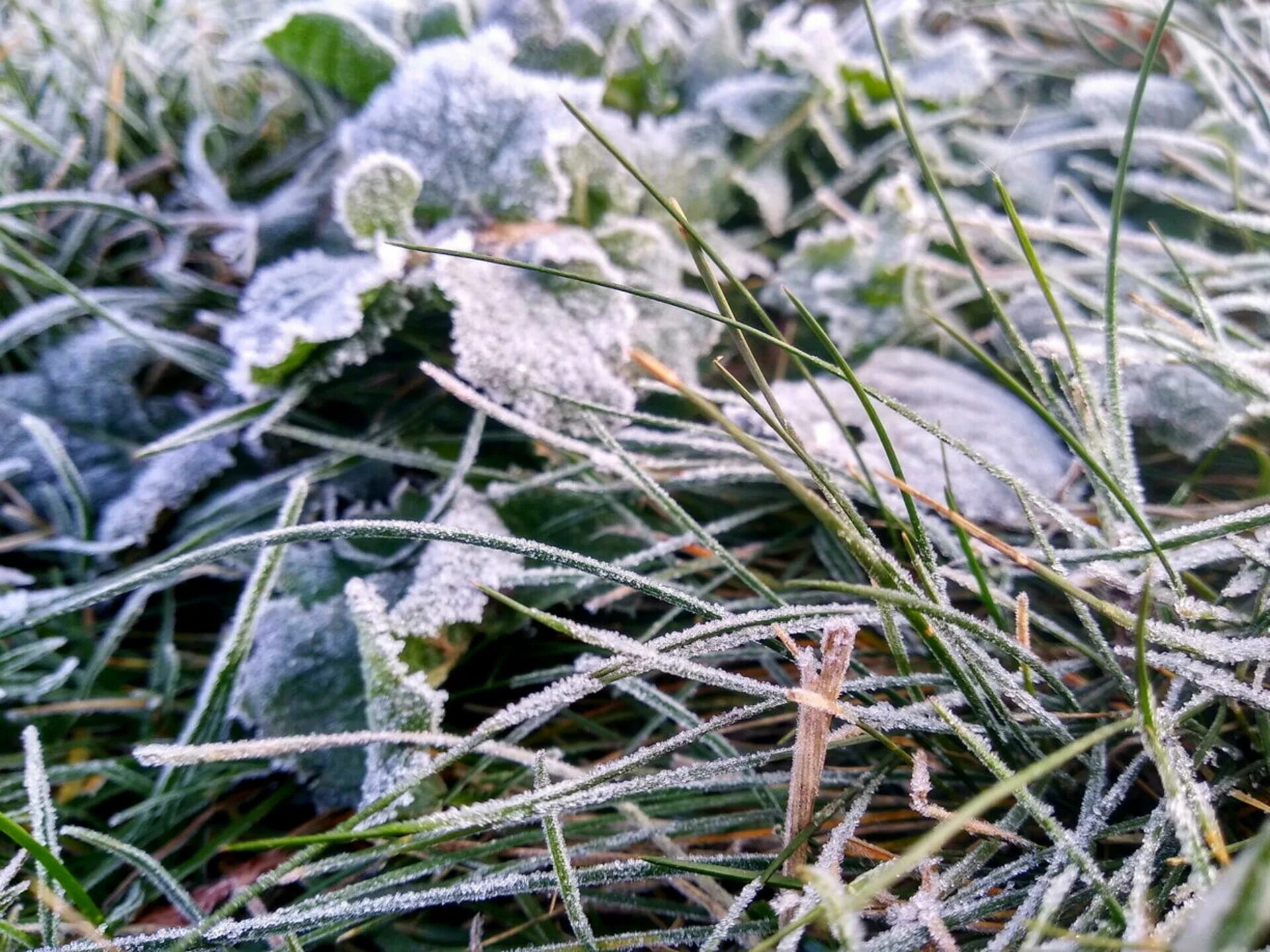 Погода заморозки. Заморозки. Заморозки на почве. Заморозки в мае. Заморозки в Челябинской области.