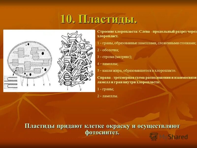 пластиды строение. свойства растительной клетки §3. придают окраску клетке. строение клетки вакуоль клеточный сок. хлоропласты хромопласты лейкопласты в растительной клетке.