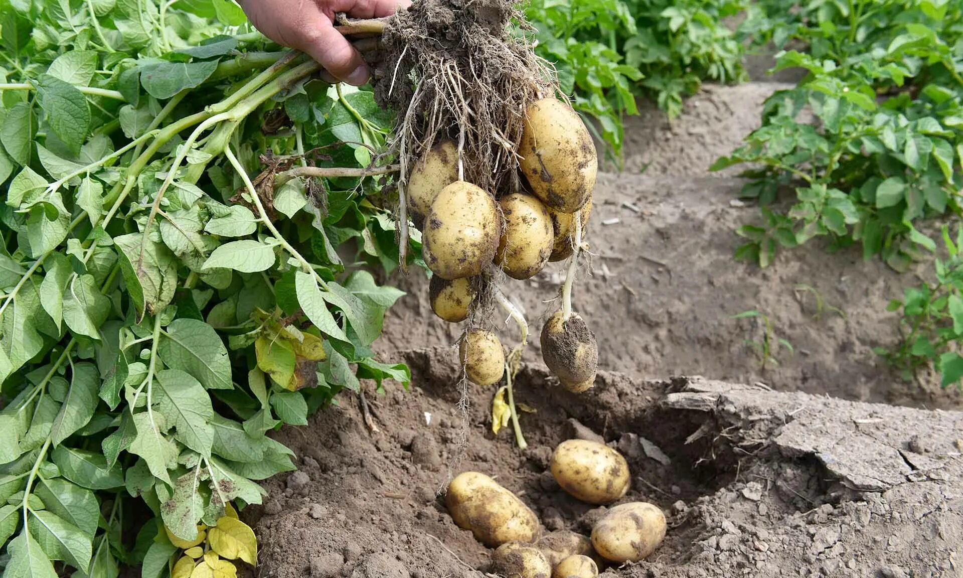 Первый урожай картофеля. Картофель Ариэль. Клубни дикого картофеля. Клубни картофеля с ботвой. Картофель куст.