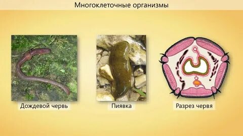 Какой покров тела у кольчатых червей