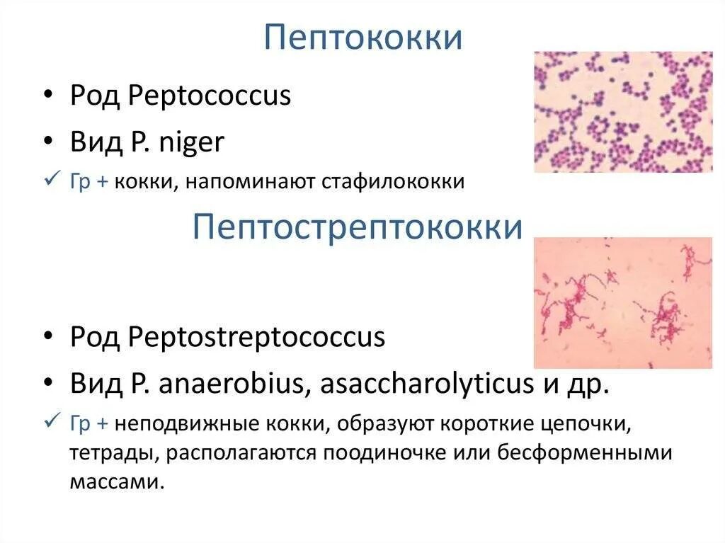 Стрептококки представители. Грамположительные кокки патогенные. Пептококки и пептострептококки. Пептококки морфология. Анаэробные стрептококки пептострептококки.
