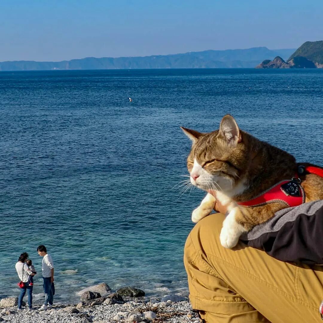 Кот путешественник. Котенок путешественник. Traveling cats. Котик путешественник. Кот путешествует.