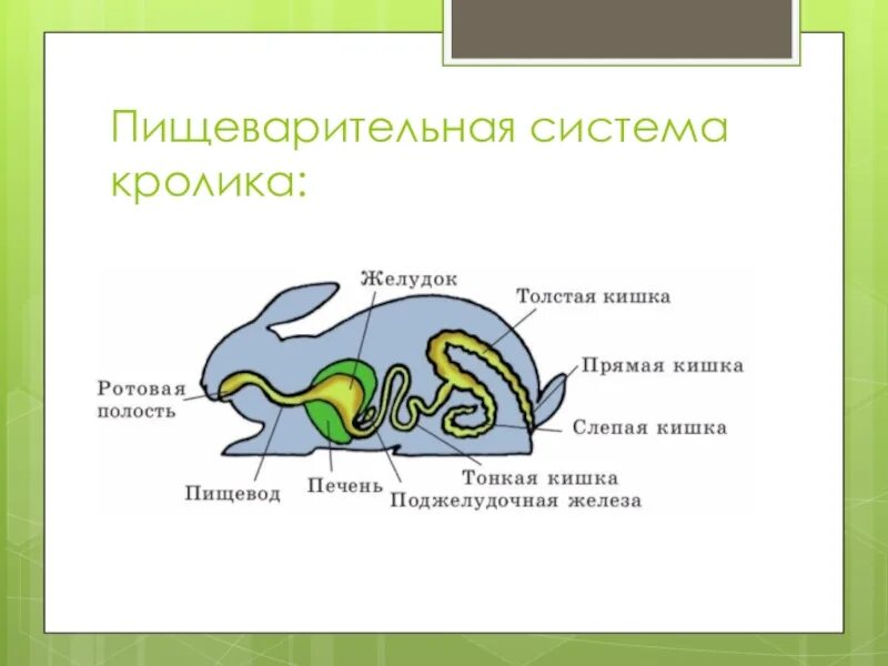 Слепая кишка кролика. Схема строения пищеварительной системы кролика. Пищеварительная система зайца схема. Строение пищеварительной системы млекопитающих. Пищеварительная система млекопитающих кролик.