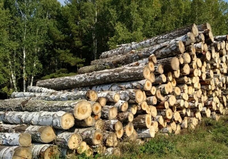 Камаз дрова кругляк 4м. Дровяная берёза (пиловочник 2-3 сорта). Береза фанкряж 1 сорт. Лес кругляк дрова. Дровяная берёза (пиловочник 2-3 сорта).