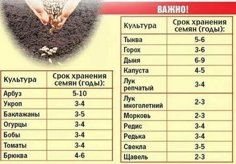 Через сколько всходит морковь