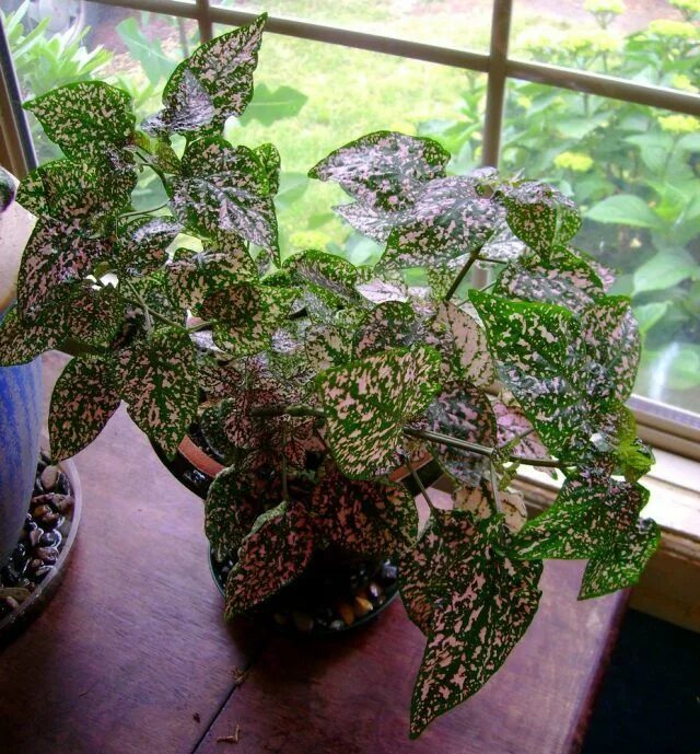 Hypoestes - home care with photos and videos