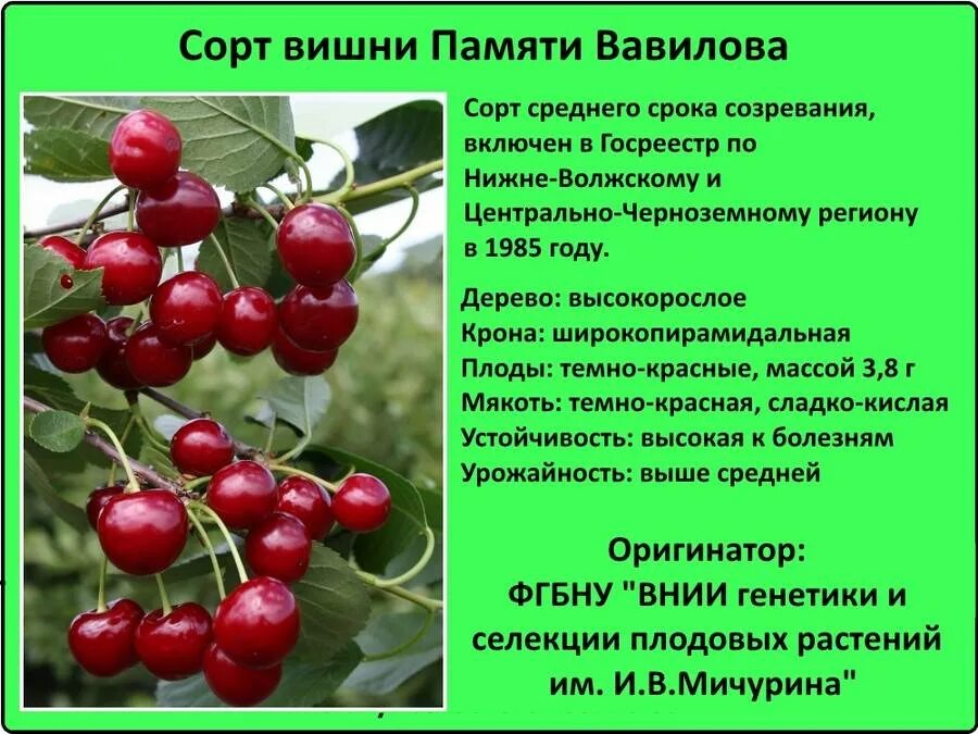 Вишня Молодёжная - Сорта вишни - Сорта плодово-ягодных культур - Сайт о садоводс