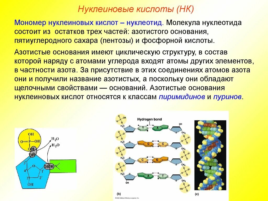 Мономер нуклеиновой кислоты аминокислота. Мономер неклеиноыых Уилоты. Мономеры нуклеиновых кислот. Нуклеотиды мономеры нуклеиновых кислот. Нуклеиновые кислоты и их мономеры.