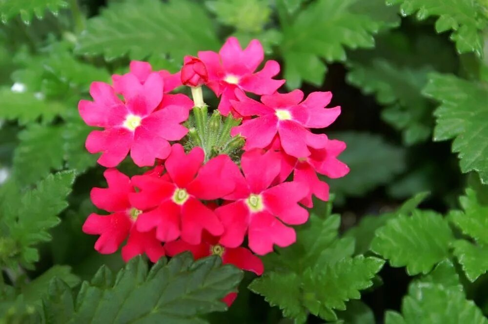 Вербена. Вербена цветок. Verbena canadensis. Вербена Калачик.