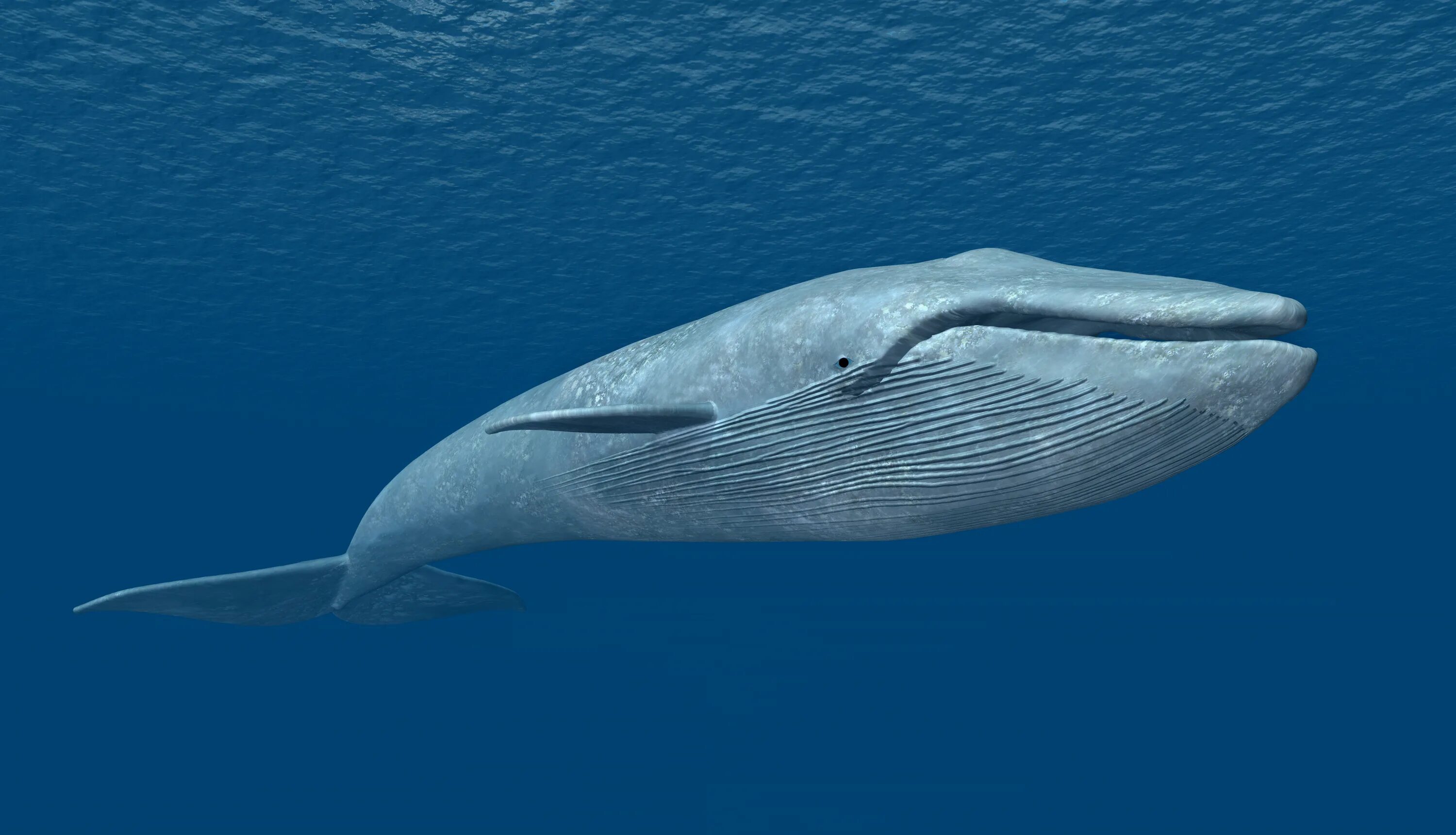 Синий кит. Синий кит блювал. Синий кит и Гренландский. Синий голубой кит блювал.