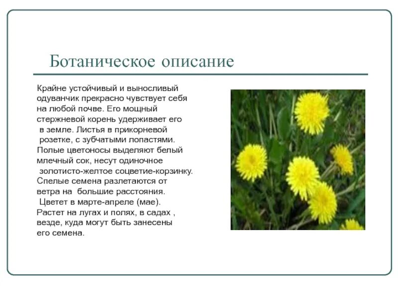 Рассказать о одуванчике. Одуванчик описание. Одуванчик описание растения. Доклад на тему одуванчик. Одуванчик почвах растет