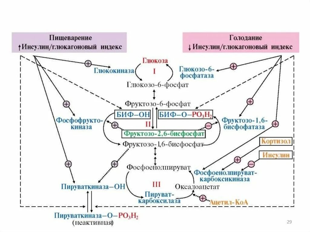 Схема гормональной регуляции гликолиза и глюконеогенеза. Регуляция гликолиза и глюконеогенеза в печени. Регуляция обмена веществ схема биохимия. Регуляция гликолиза Глюкозы.