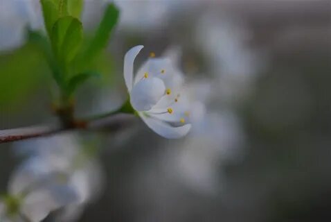 Ласковый май цветы