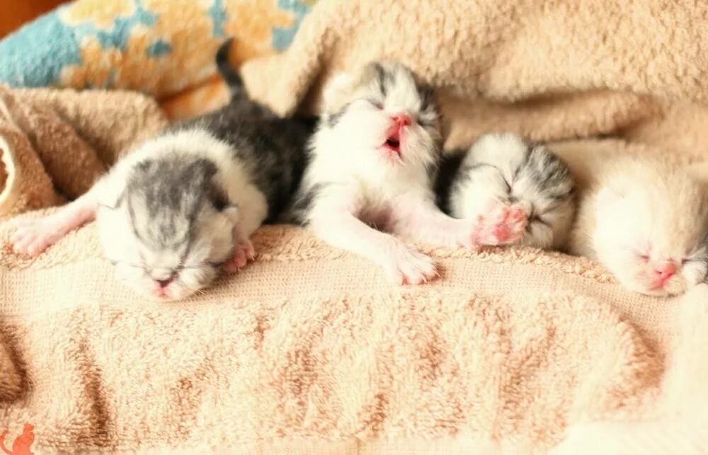 На какой день котята начинают. Новорожденные котята. Котята открывают глаза. Котята открывают глазки. Глаза у котят открываются.