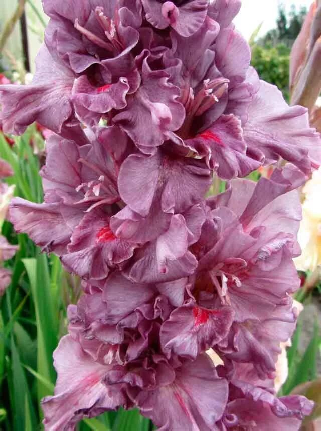 Гладиолус чамберри. Луковичные гладиолусы. Гладиолус пульсар. Гладиолус смутни акант. Гладиолус отечественный.